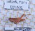  ( - BC-LPRIG-6537)  @11 [ ] CC-By (2025) Rodolphe Rougerie MNHN