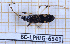  (Dieuches armatipes - BC-LPRIG-6541)  @11 [ ] CC-By (2025) Rodolphe Rougerie MNHN