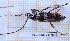  ( - BC-LPRIG-6761)  @11 [ ] CC-By (2025) Rodolphe Rougerie MNHN