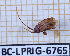  ( - BC-LPRIG-6765)  @11 [ ] CC-By (2025) Rodolphe Rougerie MNHN
