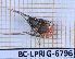  (Charinus desirade - BC-LPRIG-6796)  @11 [ ] CC-By (2025) Rodolphe Rougerie MNHN