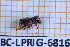  ( - BC-LPRIG-6816)  @11 [ ] CC-By (2025) Rodolphe Rougerie MNHN