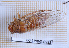  ( - BC-LPRIG-6953)  @11 [ ] CC-By (2025) Rodolphe Rougerie MNHN
