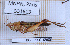  ( - BC-LPRIG-6960)  @11 [ ] CC-By (2025) Rodolphe Rougerie MNHN