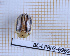  ( - BC-LPRIG-6965)  @11 [ ] CC-By (2025) Rodolphe Rougerie MNHN