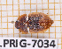  ( - BC-LPRIG-7034)  @11 [ ] CC-By (2025) Rodolphe Rougerie MNHN
