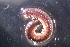  (Pseudospirobolellidae - 18875-PROSPE)  @11 [ ] Creative Commons (2025) Mathieu Coulis Research Collection of Mathieu Coulis