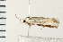  ( - 08BBLEP-01752)  @13 [ ] CreativeCommons - Attribution (2008) Unspecified Centre for Biodiversity Genomics