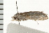  ( - 08BBLEP-01753)  @11 [ ] CreativeCommons - Attribution (2008) Unspecified Centre for Biodiversity Genomics