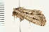  ( - 08BBLEP-01828)  @12 [ ] CreativeCommons - Attribution (2008) Unspecified Centre for Biodiversity Genomics