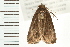  ( - 08BBLEP-02036)  @13 [ ] CreativeCommons - Attribution (2008) Unspecified Centre for Biodiversity Genomics