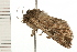  ( - 08BBLEP-02140)  @12 [ ] CreativeCommons - Attribution (2008) Unspecified Centre for Biodiversity Genomics