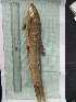  ( - S_progastus_code_P1SK)  @11 [ ] Copyright (2019) Lekiningroy Dann & Radhakrishnan K.V. College of Fisheries CAU Tripura India