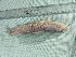  ( - S_richardsonii_code_R1SK)  @11 [ ] Copyright (2019) Lekiningroy Dann & Radhakrishnan K.V. College of Fisheries CAU Tripura India