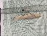 ( - S_richardsonii_code_R2SK)  @11 [ ] Copyright (2019) Lekiningroy Dann & Radhakrishnan K.V. College of Fisheries CAU Tripura India