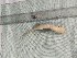  ( - S_richardsonii_code_R2SK)  @11 [ ] Copyright (2019) Lekiningroy Dann & Radhakrishnan K.V. College of Fisheries CAU Tripura India