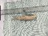  ( - S_richardsonii_code_R3SK)  @11 [ ] Copyright (2019) Lekiningroy Dann & Radhakrishnan K.V. College of Fisheries CAU Tripura India