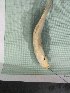  (Schizothorax richardsonii - S_richardsonii_code_R7SK)  @11 [ ] Copyright (2019) Lekiningroy Dann & Radhakrishnan K.V. College of Fisheries CAU Tripura India