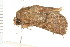  ( - PPBP-0487)  @13 [ ] CreativeCommons - Attribution (2008) Unspecified Centre for Biodiversity Genomics