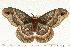  ( - PPBP-0914)  @13 [ ] CreativeCommons - Attribution (2008) Unspecified Centre for Biodiversity Genomics