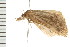  ( - PPBP-0950)  @12 [ ] CreativeCommons - Attribution (2008) Unspecified Centre for Biodiversity Genomics