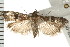  ( - PPBP-0987)  @13 [ ] CreativeCommons - Attribution (2008) Unspecified Centre for Biodiversity Genomics