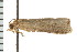  ( - PPBP-1075)  @12 [ ] CreativeCommons - Attribution (2008) Unspecified Centre for Biodiversity Genomics