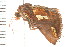  (Plusia magnimacula - PPBP-1227)  @14 [ ] CreativeCommons - Attribution (2008) Unspecified Centre for Biodiversity Genomics