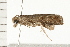  ( - PPBP-1251)  @12 [ ] CreativeCommons - Attribution (2008) Unspecified Centre for Biodiversity Genomics