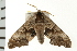  ( - PPBP-1310)  @14 [ ] CreativeCommons - Attribution (2008) Unspecified Centre for Biodiversity Genomics