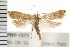  (Dichomeris punctidiscellus - PPBP-1571)  @15 [ ] CreativeCommons - Attribution (2008) Unspecified Centre for Biodiversity Genomics