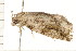  ( - PPBP-2076)  @12 [ ] CreativeCommons - Attribution (2008) Unspecified Centre for Biodiversity Genomics