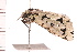  ( - PPBP-2351)  @12 [ ] CreativeCommons - Attribution (2008) Unspecified Centre for Biodiversity Genomics