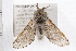  ( - 08BBLEP-00019)  @13 [ ] CreativeCommons - Attribution (2009) Unspecified Centre for Biodiversity Genomics