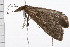 ( - 08BBLEP-00035)  @13 [ ] CreativeCommons - Attribution (2009) Unspecified Centre for Biodiversity Genomics