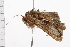  ( - 08BBLEP-00104)  @13 [ ] CreativeCommons - Attribution (2009) Unspecified Centre for Biodiversity Genomics