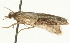  ( - 08BBLEP-00447)  @12 [ ] CreativeCommons - Attribution (2009) Unspecified Centre for Biodiversity Genomics