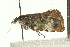  ( - 08BBLEP-05935)  @12 [ ] CreativeCommons - Attribution (2009) Unspecified Centre for Biodiversity Genomics