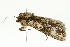  ( - 08BBLEP-00115)  @12 [ ] CreativeCommons - Attribution (2009) Unspecified Centre for Biodiversity Genomics