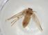  (Ectoedemia suberis - CBG-A00425-E04)  @11 [ ] CreativeCommons - Attribution Share - Alike (2023) Centre for Biodiversity Genomics Centre for Biodiversity Genomics