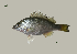  ( - BaL1_Lpu)  @11 [ ] Unspecified (default): All Rights Reserved  Unspecified Unspecified