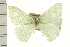  ( - PFC-2006-1077)  @13 [ ] CreativeCommons - Attribution (2008) Unspecified Centre for Biodiversity Genomics