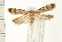  ( - PFC-2006-1208)  @14 [ ] CreativeCommons - Attribution (2008) Unspecified Centre for Biodiversity Genomics