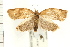  ( - PFC-2006-0066)  @14 [ ] CreativeCommons - Attribution (2008) Unspecified Centre for Biodiversity Genomics