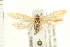  ( - PFC-2006-0075)  @13 [ ] CreativeCommons - Attribution (2008) Unspecified Centre for Biodiversity Genomics