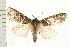  ( - PFC-2006-0176)  @13 [ ] CreativeCommons - Attribution (2008) Unspecified Centre for Biodiversity Genomics