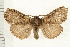 (Dasychira grisefacta - PFC-2006-0179)  @14 [ ] CreativeCommons - Attribution (2008) Unspecified Centre for Biodiversity Genomics
