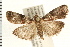  ( - PFC-2006-0483)  @14 [ ] CreativeCommons - Attribution (2008) Unspecified Centre for Biodiversity Genomics