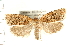  (Choristoneura pinus - PFC-2006-0324)  @13 [ ] CreativeCommons - Attribution (2008) Unspecified Centre for Biodiversity Genomics
