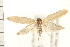  ( - PFC-2006-0531)  @13 [ ] CreativeCommons - Attribution (2008) Unspecified Centre for Biodiversity Genomics